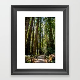 Muir Woods National Monument Framed Art Print