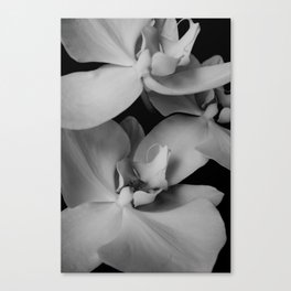 orchids Canvas Print