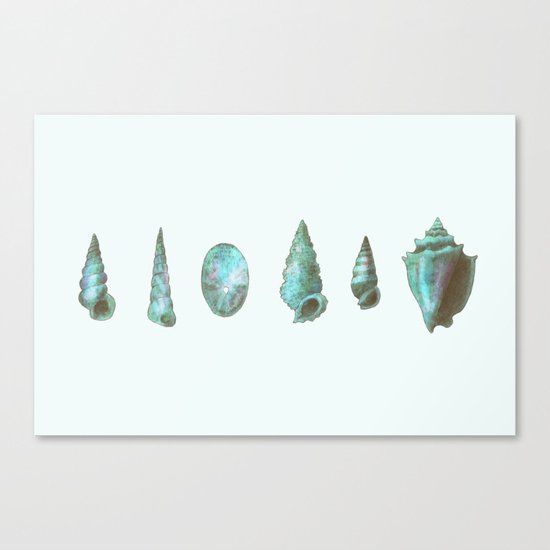 Sea Shells Canvas Print