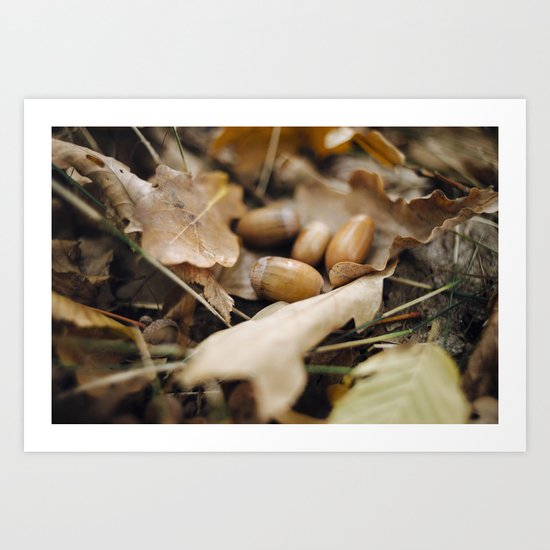 Acorns Art Print