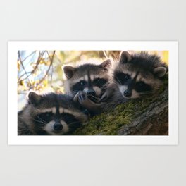 raccoons three tree moss climbing Art Print