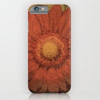 Gerbera
