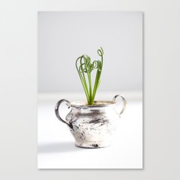 Albuca Spiralis  |  The Houseplant Collection Canvas Print