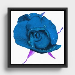 Deep blue rose Framed Canvas