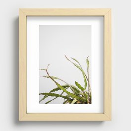 Lepismium  |  The Houseplant Collection Recessed Framed Print