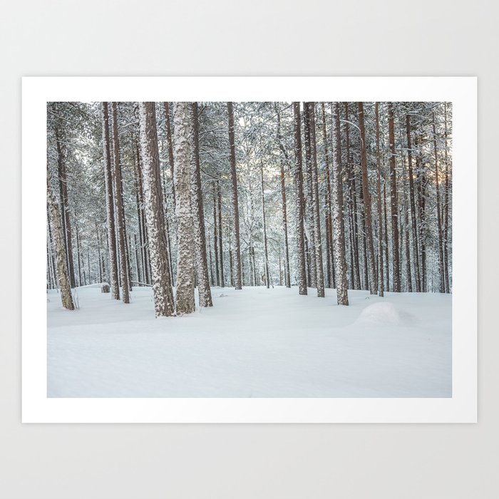 Pine Trees Woodland Snowscape Lapland Finland Art Print