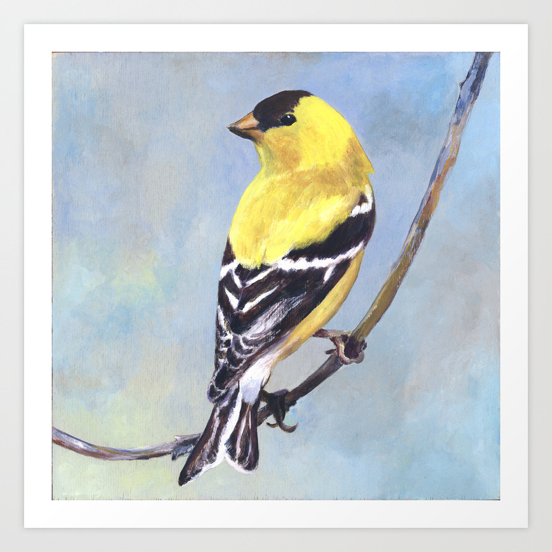 Goldfinch Flight Ornithology Small Photograph 6"x4" Art Print Photo Gift #15739 