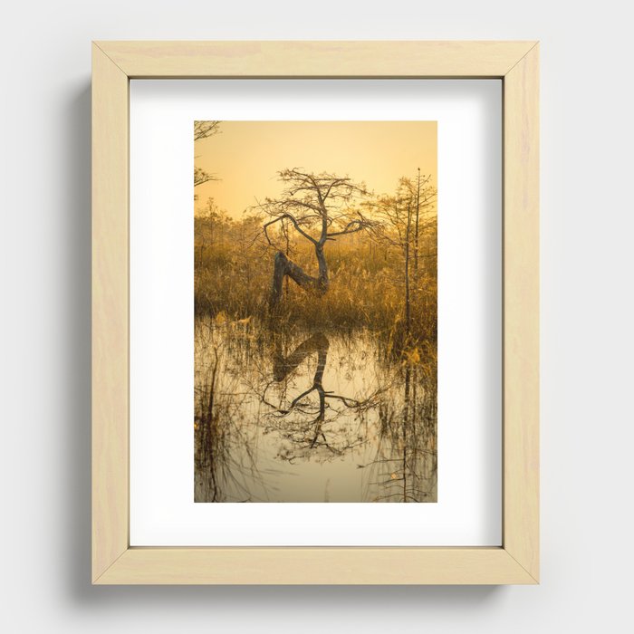 Dwarf Cypress Tree #1 Florida Recessed Framed Print