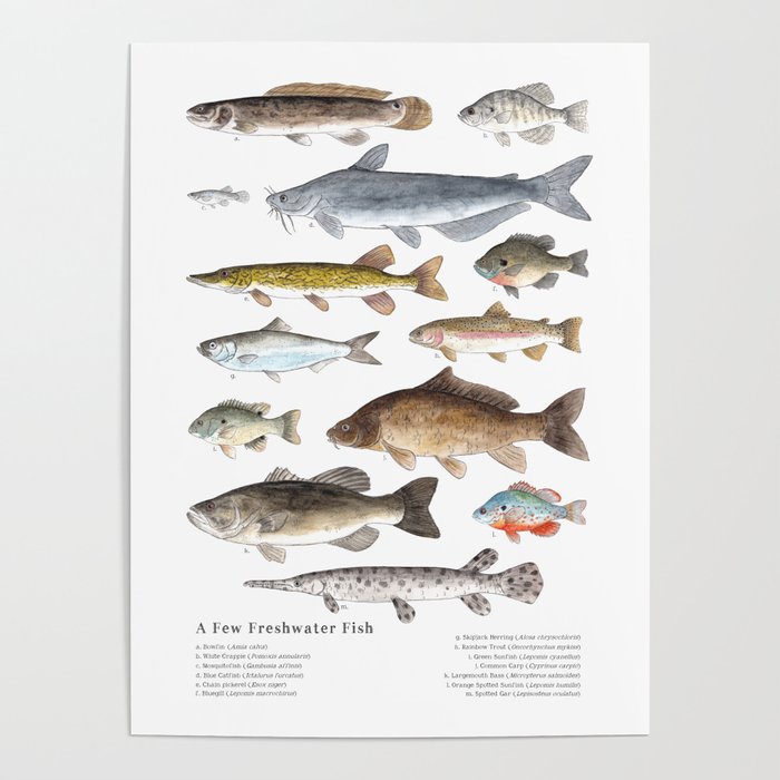 A Few Freshwater Fish Poster by Twig & Moth