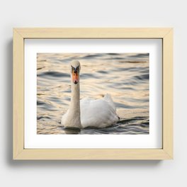 A swan staring at the camera Recessed Framed Print