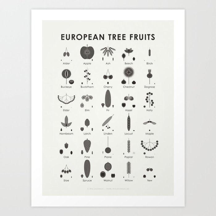 [Old Version] European Tree Fruits Identification Chart Art Print