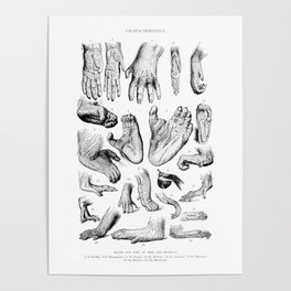 Primate Hands and Feet Poster