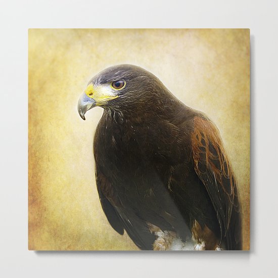 A Harris Hawk Metal Print