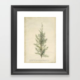 Botanical Juniper Framed Art Print
