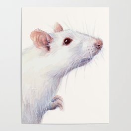 White Rat Watercolor Albino Rat Animal Poster