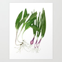 Ramps + Spring Onions Art Print