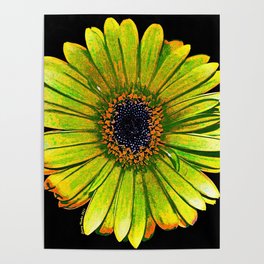 Yellow African Daisy Poster