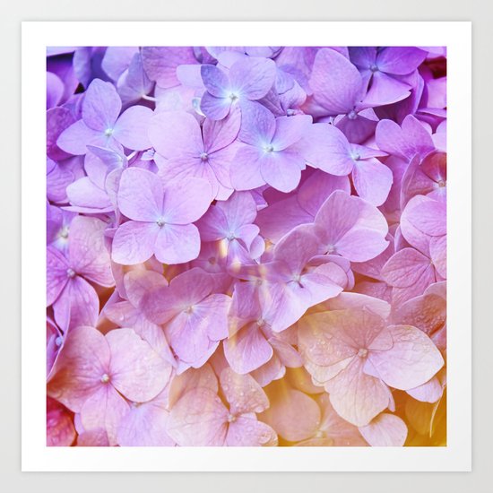 Multicolor beautiful Hydrangea petals - Flowers - Buds - Blossoms Art Print