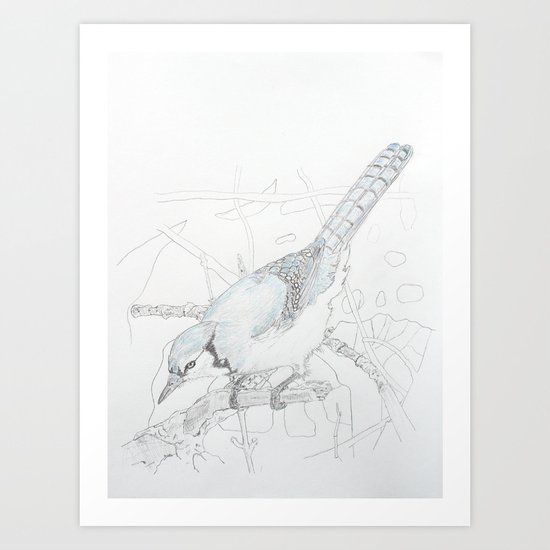 Cyanocitta cristata Art Print