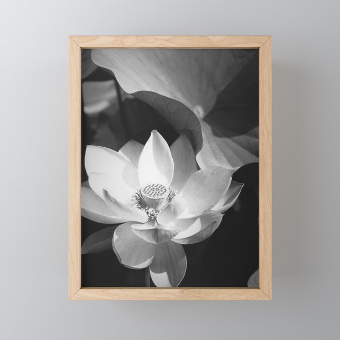 Lotus Blossom in bloom, tropical black and white photograph / art photography by Edward Steichen Framed Mini Art Print