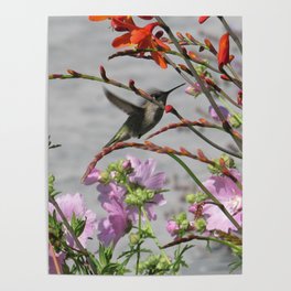 Hummingbird in Flight Poster