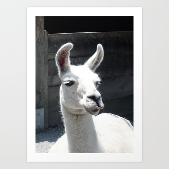 Llama Tell Ya... Art Print