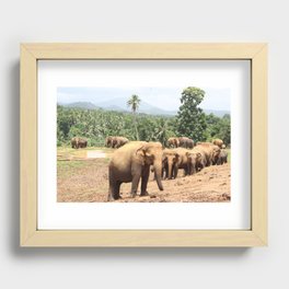 Elephant Herd in Sri Lanka Recessed Framed Print