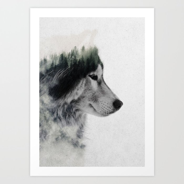 Wolf Stare Kunstdrucke