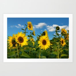 Sunflowers 11 Art Print