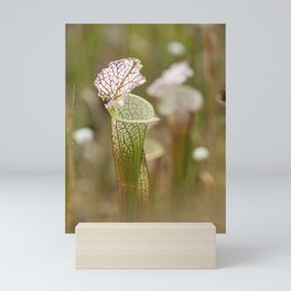 Pitcher Plant Art Mini Art Print