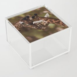 South Africa Photography - Two Giraffes Kissing Acrylic Box