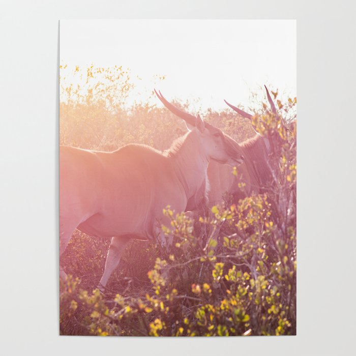 Eland walking through grasslands in South Africa at sunset Poster