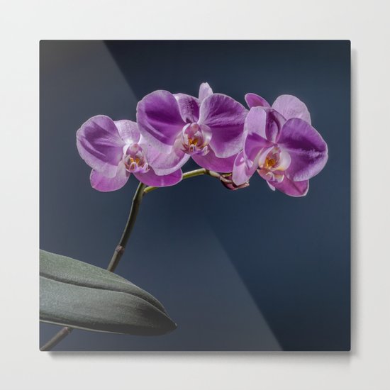 Magic Flowers Metal Print