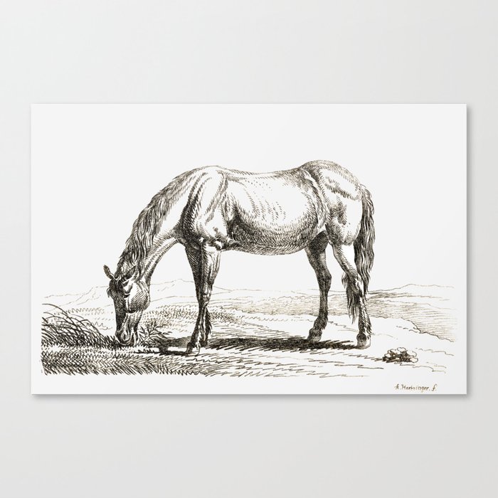 A Grazing Horse - Vintage Illustration Canvas Print