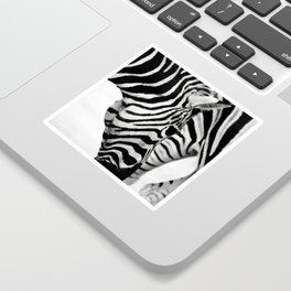 Beautiful Zebra Sticker