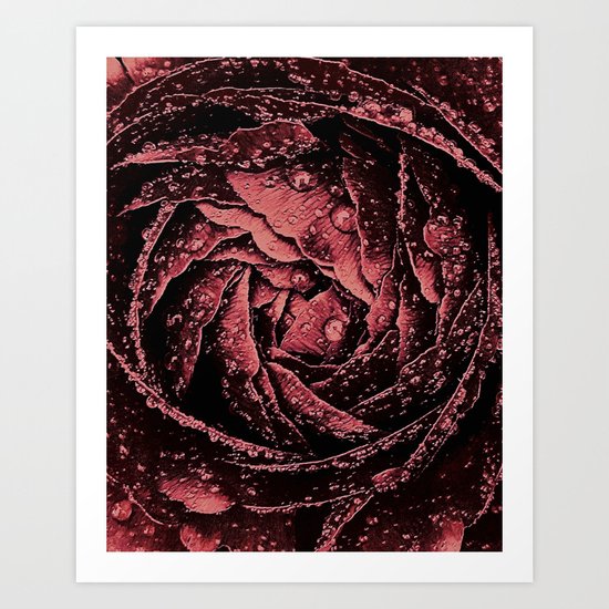 The Spring Rose, Romantic Ranunculus Art Print