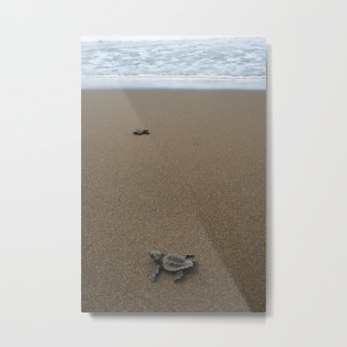 baby sea turtle journey Metal Print