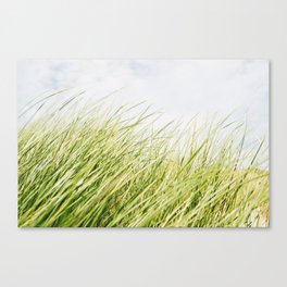 Summer Grass. Canvas Print