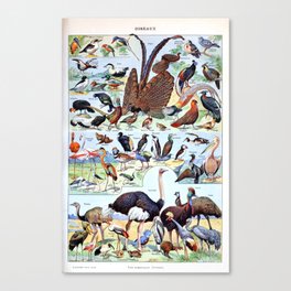 Adolphe Millot - Oiseaux pour tous B - French vintage poster Canvas Print