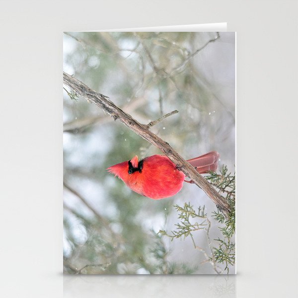 Winter's End Cardinal Stationery Cards