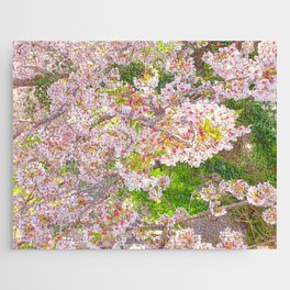 Jeju, Island, Spring, Cherry Blossom, Pink Jigsaw Puzzle