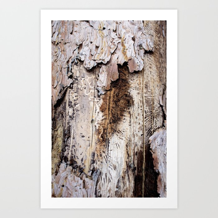 Distressed Wyoming Log Close Up Photo Art Print