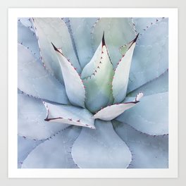 Mexico Photography - The Beautiful Agave Plant Art Print