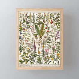 Adolphe Millot - Plantes Medicinales B - French vintage poster Framed Mini Art Print