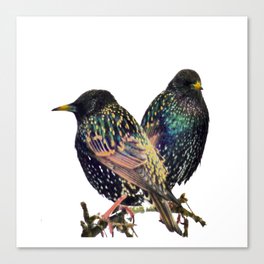 Two Winter Starlings Perching on a Branch in I Art Canvas Print