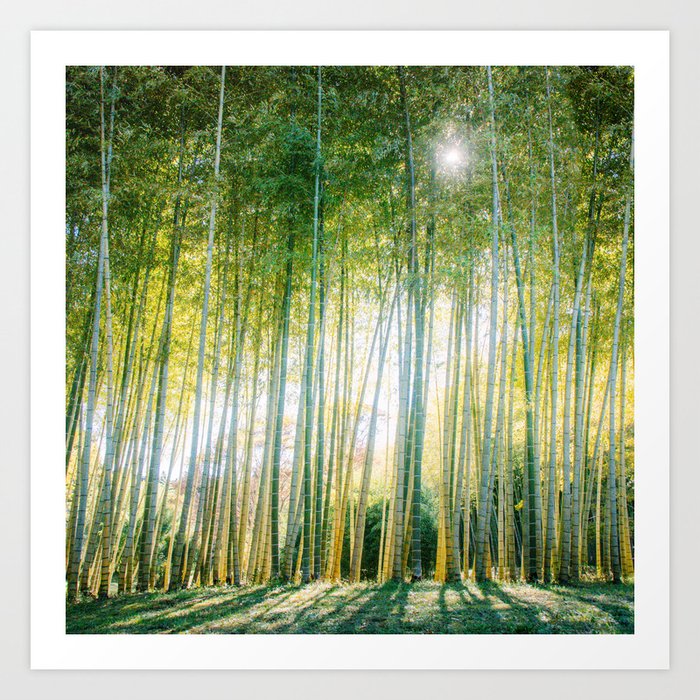 Japanese Bamboo Forest Fine Art Print Art Print