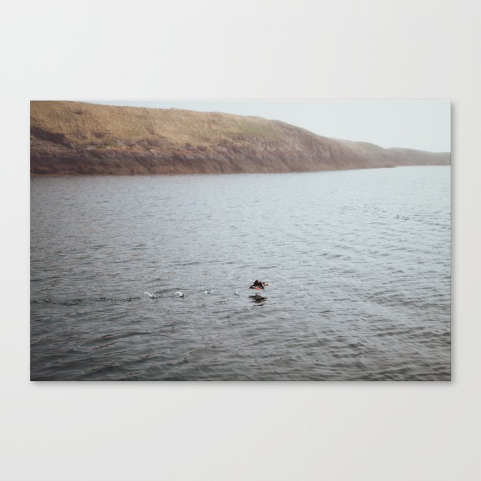 Puffin Taking Off Canvas Print