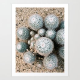 Cacti | Botanical Cactus photography | Bright and airy photo print Art Print