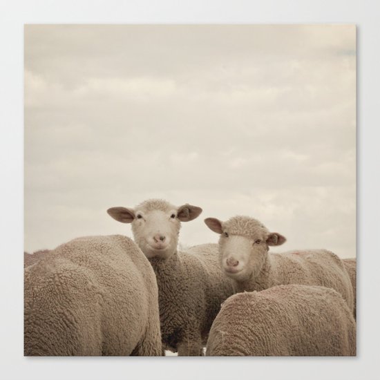 Smiling Sheep Canvas Print