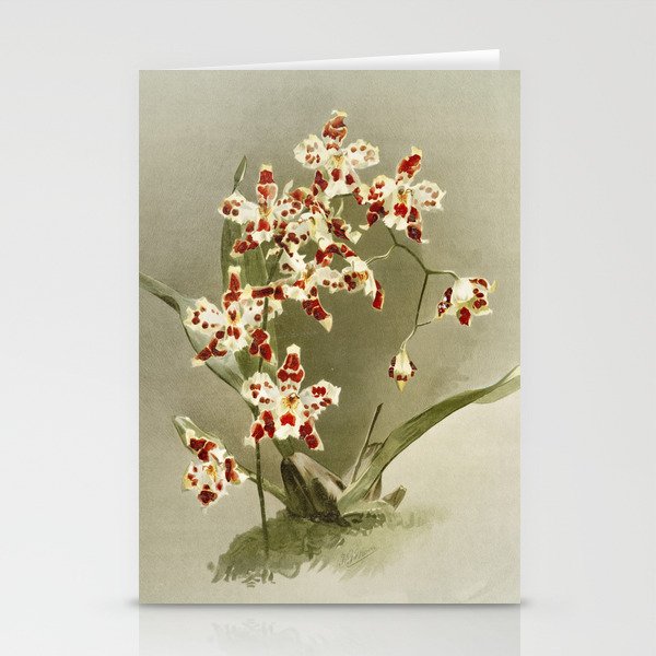 Reichenbachia Orchids Stationery Cards